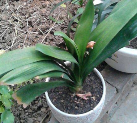 花生壳可以直接垫君子兰花盆底吗,君子兰换盆可以掺入一些鸡蛋壳吗