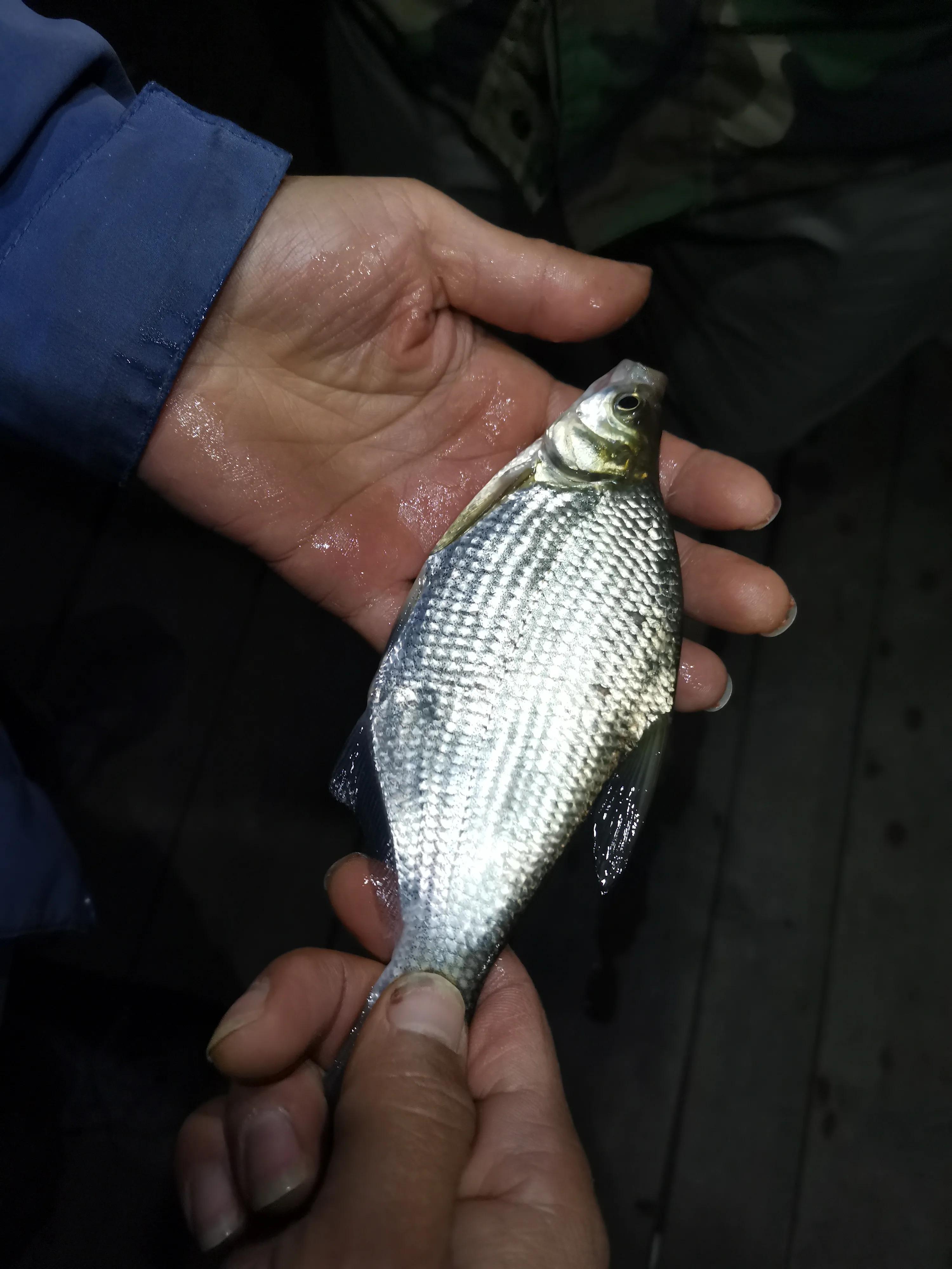 文山马鹿塘水库钓罗非鱼怎么样,文山马鹿塘水库野钓多少公里