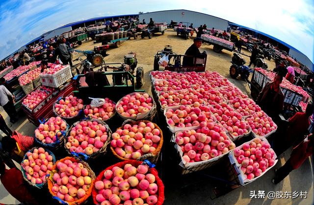 2023年烟台红富士苹果价格预测,预计今年红富士苹果市场走势如何