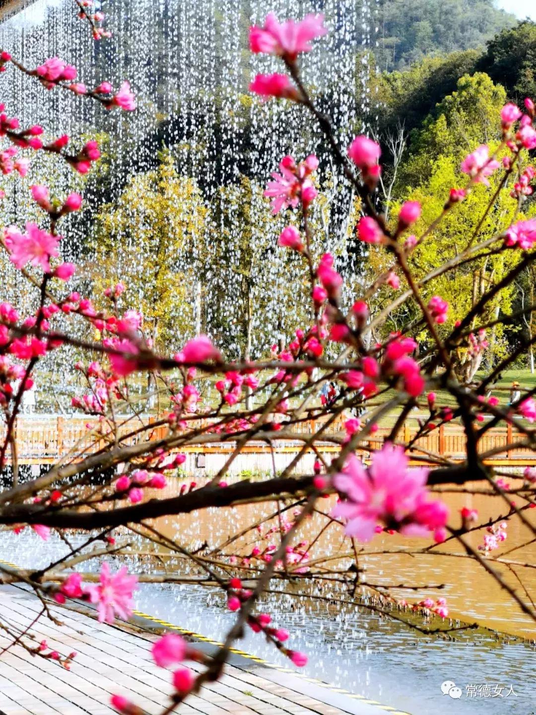 桃花源又见桃花开，盛景等君来，你若不来、花为谁开？