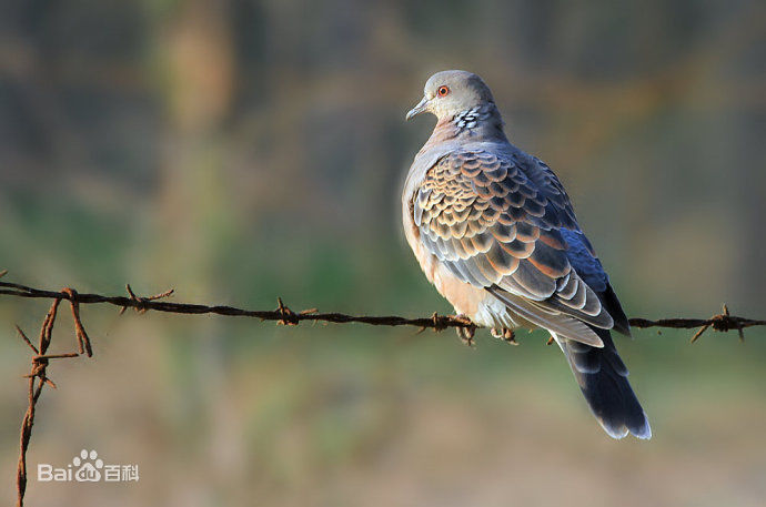 斑鸠与桑葚｜读了来稿