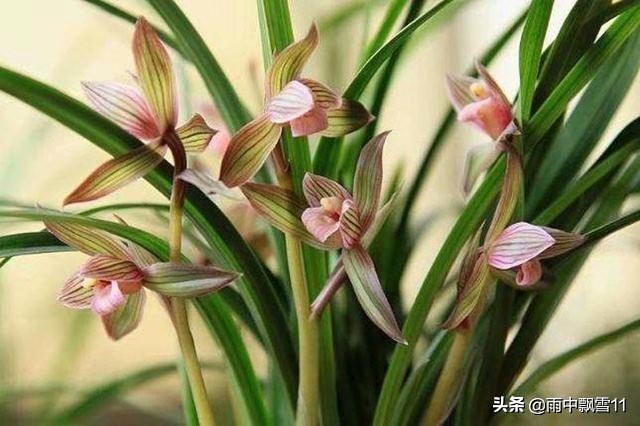 兰花养几年不开花是怎么回事,养护两年的兰花不开花是什么原因