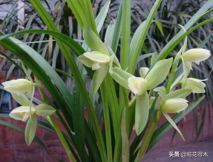 春兰春剑送春莲瓣兰蕙兰怎么分别,蕙兰春兰春剑莲瓣兰对光照的要求