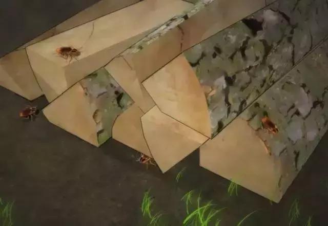 灭蟑螂最好的方法最快的,灭蟑螂最好的方法最有效