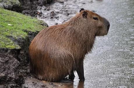 亚马逊十大凶猛植物,巴西亚马逊热带雨林动植物