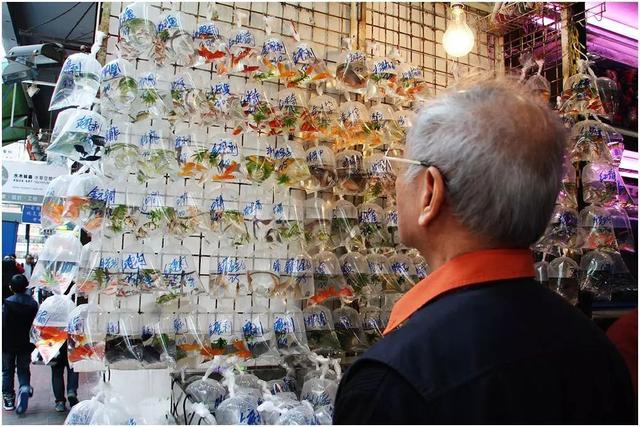 东北老铁在淘宝上卖爬虫，两只蜥蜴售价6万，年销售额超过300万