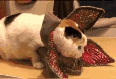 怪蜀黍外貌却能开口配出萝莉音？这位抖音上的声优让我跪了