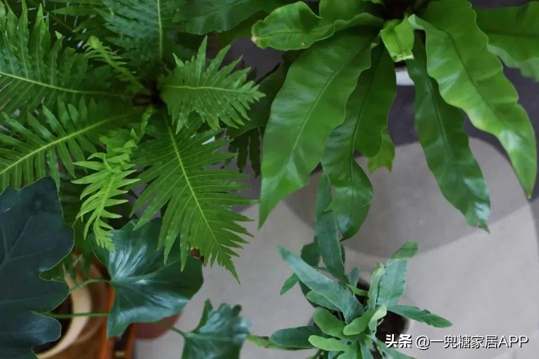 开花植物店铺推荐,适合店铺开花植物