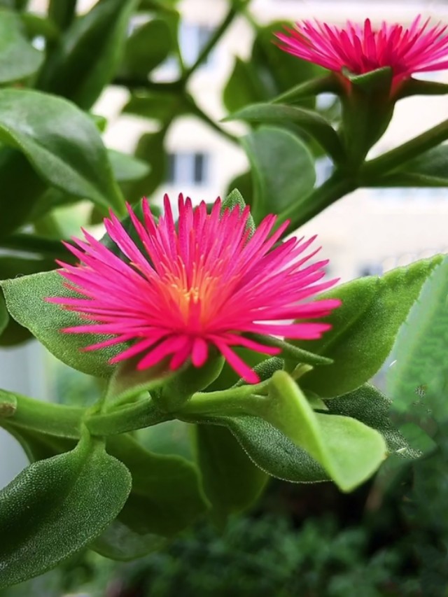 中国诗歌周刊194期,中国诗歌周刊第88期