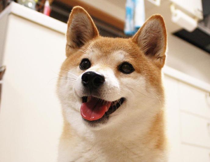 这些狗是“笑面狗”，它犯错了，你也不舍得打