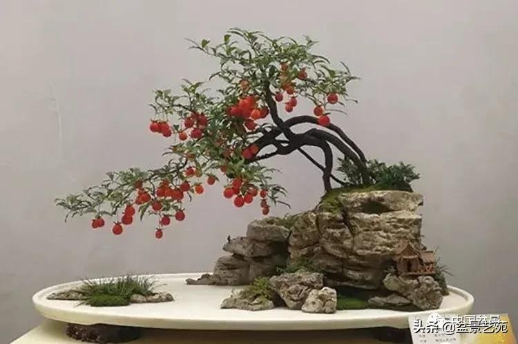 桩景类树种都有哪些,100种常见景观树种