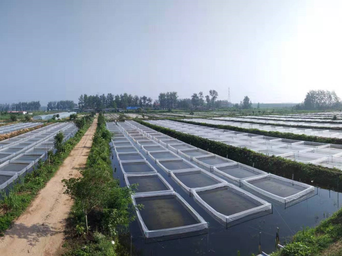 蚂蟥养殖创业,蚂蟥的养殖利润和成本