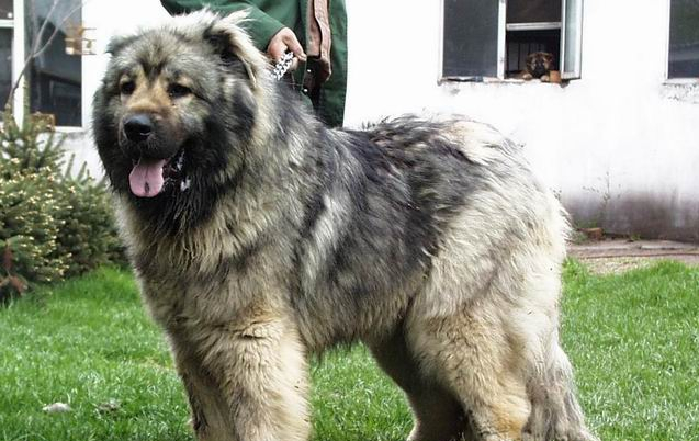 世界上所有的狗品种图片,世界最名贵的狗前十名及其简介