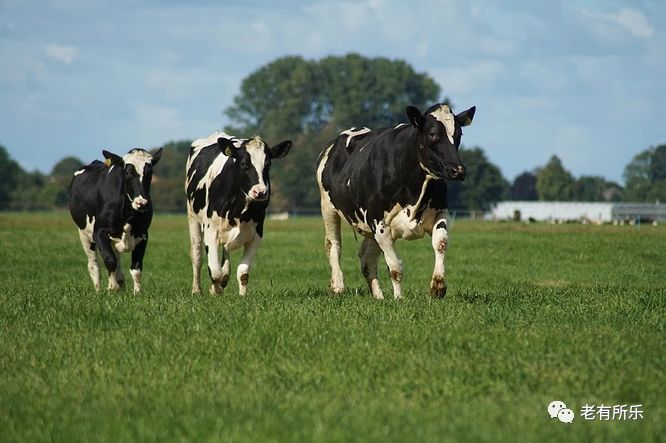 十二生肖来历和起源为什么是十二,一起了解十二生肖的来历及意义