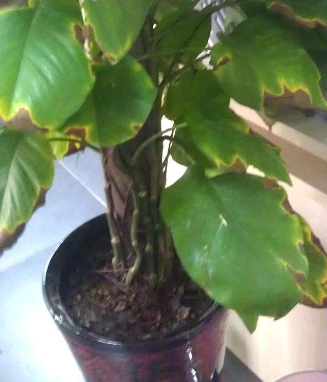 大叶绿萝如何让下部出新叶,大叶绿萝柱下部没叶子了怎么办