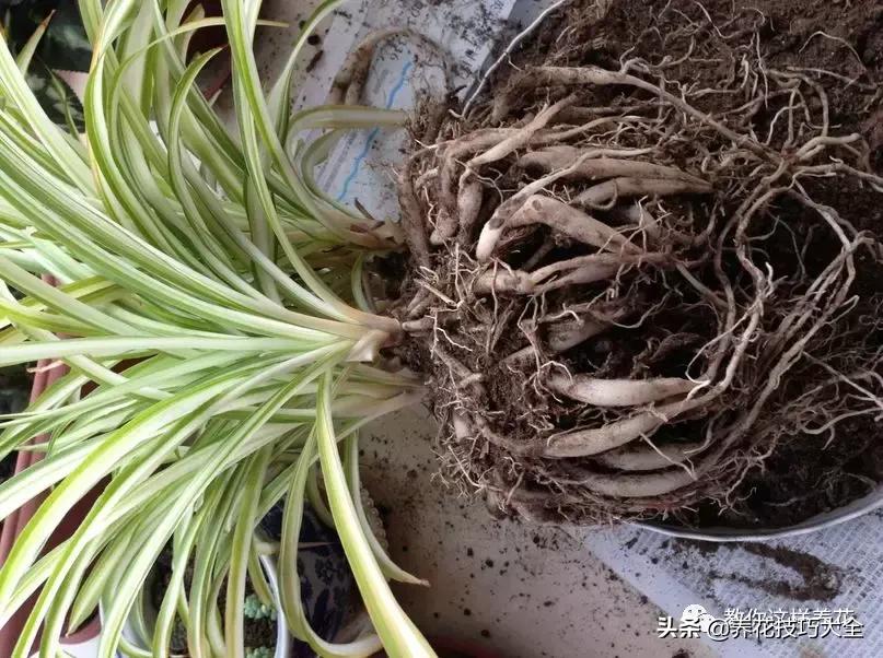 家里过期的小药片兑上水浇花,过期药扔花盆里花蔫了怎么办