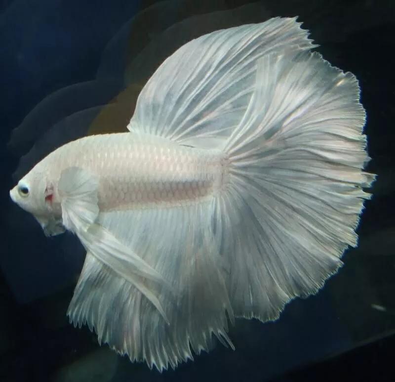 饲养中国斗鱼,斗鱼饲养方法和注意事项