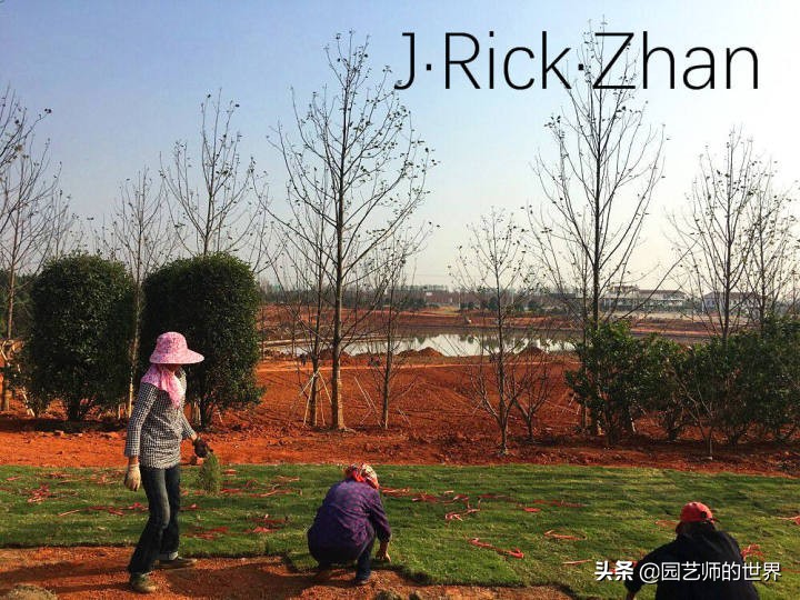 高尔夫果岭草坪家庭院子种植,麦冬草坪种植方法和注意事项