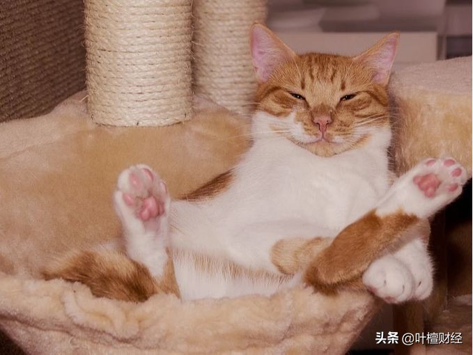 巴菲特个人资产怎么配置,巴菲特资产配置