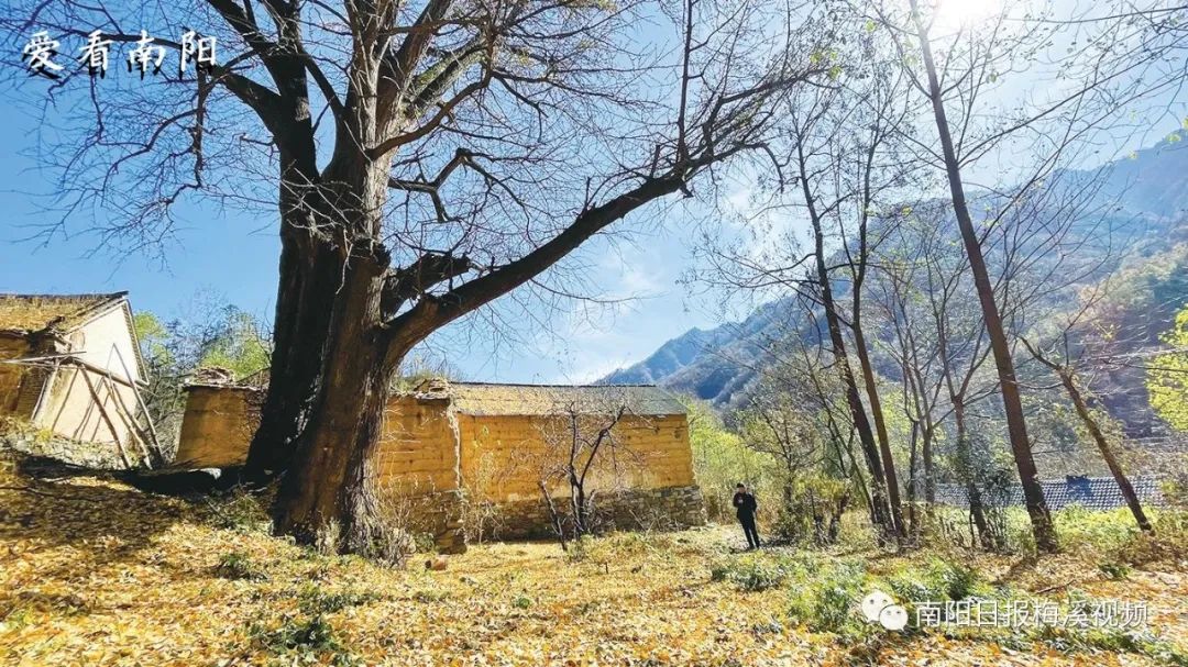 爱看南阳㉘初冬·暖阳依旧
