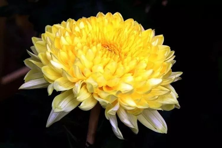 花中四君子菊花,花中四君子菊花的简介