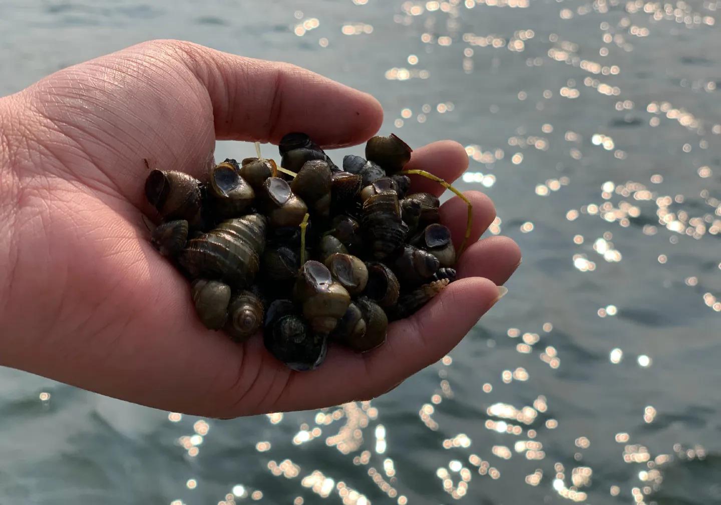 小龙虾养殖骗局大揭秘,科普小龙虾养殖