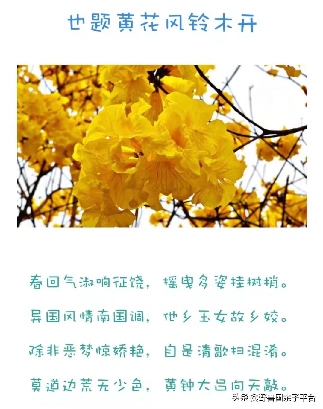 春天的花真的很美丽让人向往,春天的花也太美了