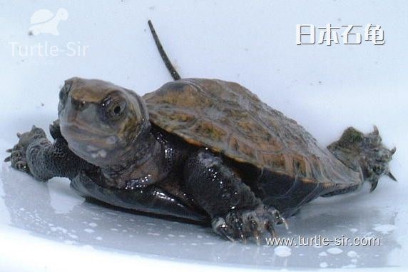 探索岛国灵性宠物——日本石龟「龟谷鳖老」