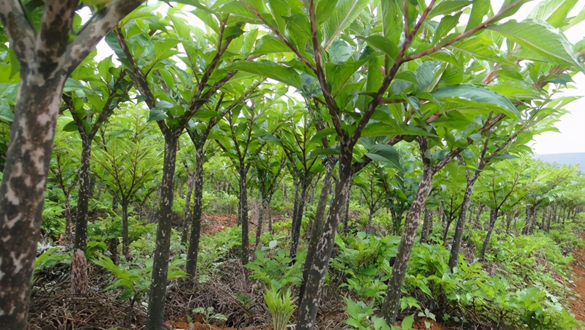 整个株都有毒，在我国已有3000多年历史，到国外竟是优质食材