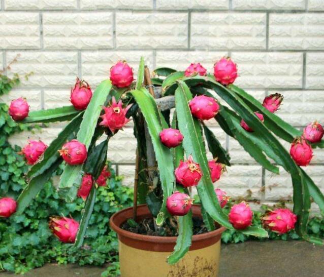 教你个简单的方法在阳台种火龙果,火龙果阳台种植几年能结果