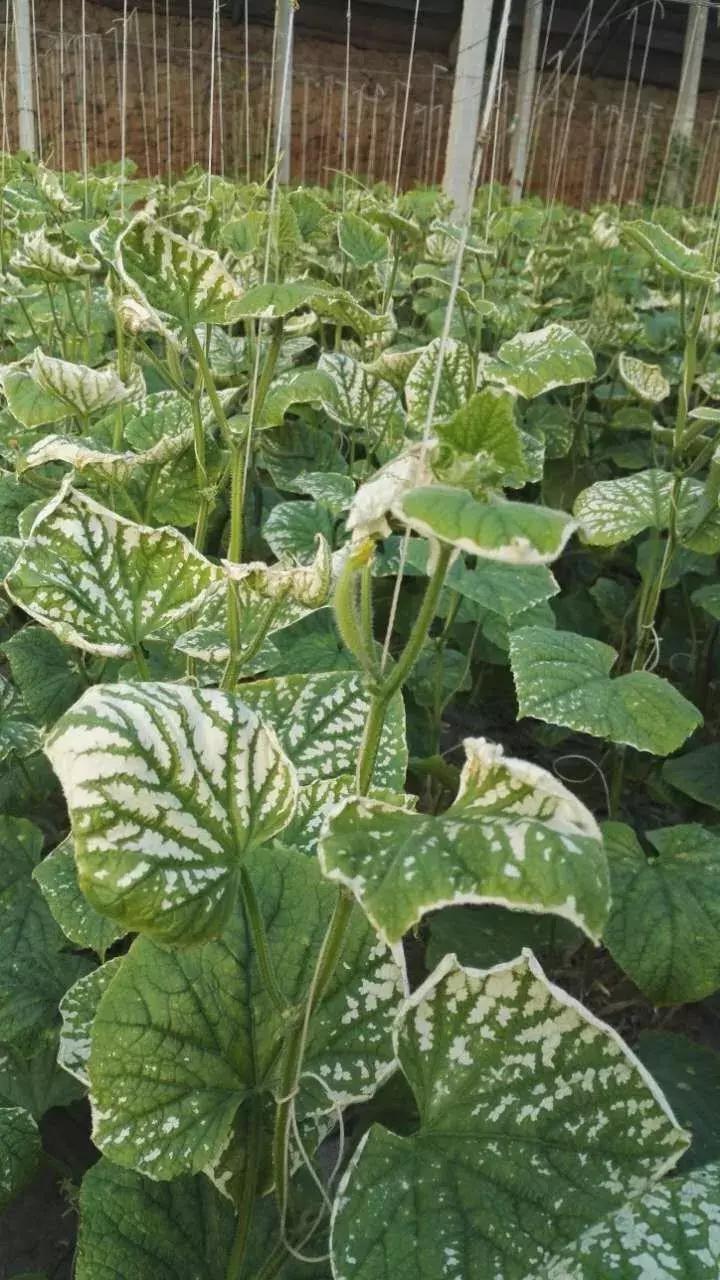 连续阴雨天大棚蔬菜要当心,连阴天气蔬菜怎么处理
