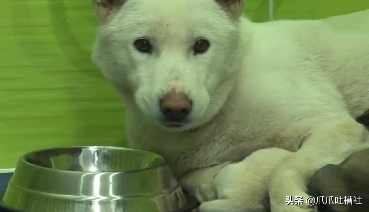 刚出生流浪小奶狗被虐待打断腿,救出长期被虐待流浪狗