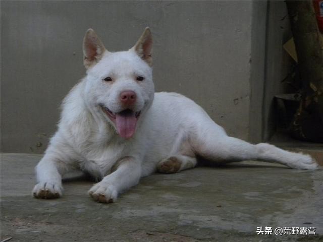 世界上哪几个品种的狗最聪明,最忠诚的狗是什么犬品种