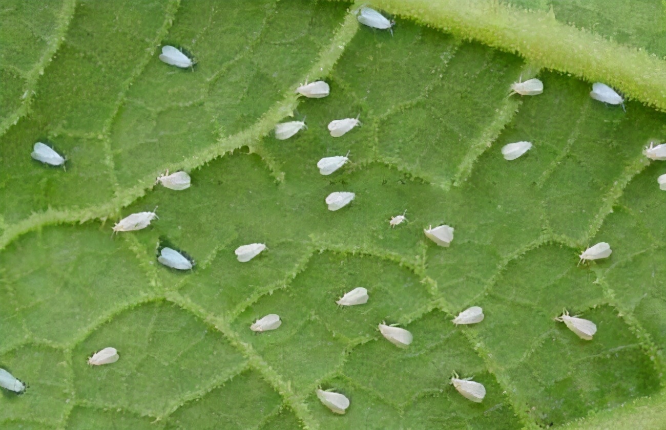 盘点养花中10大虫害,养花一定要认识的7种病虫害