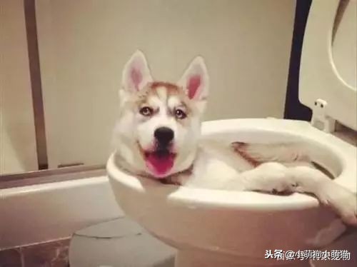 狗狗室内大小便解决方法,狗狗不定点大小便怎么办