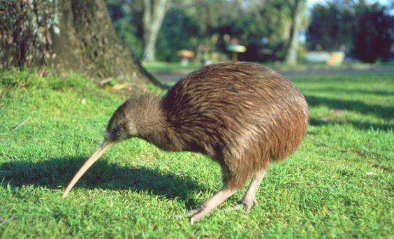 这种鸟没有翅膀和尾巴，蛋大如身体1/3，嘴上自带“生命探测器”