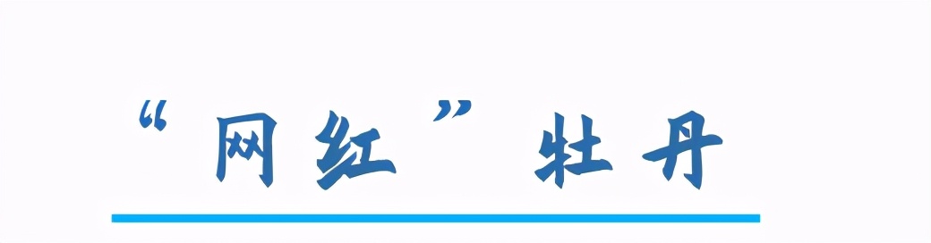 中国的国花是哪一种,中国的国花是什么时间定的