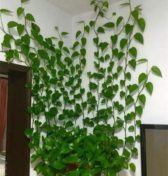 想让绿萝爬上墙这些小技巧需掌握,绿萝快速爬墙的技巧