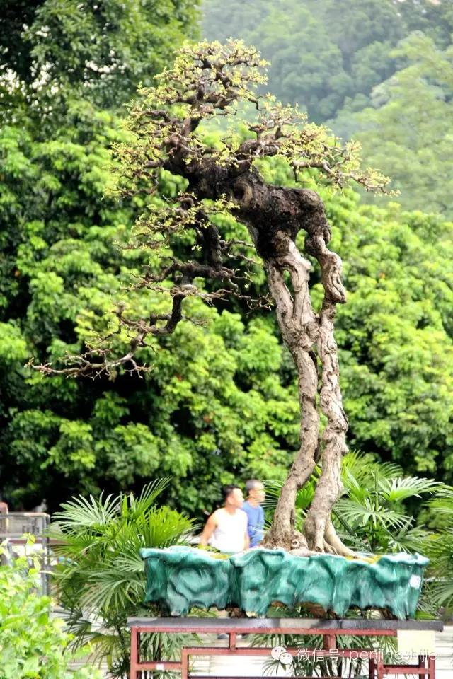 大师级老桩盆景欣赏,精美绝伦的老桩盆景