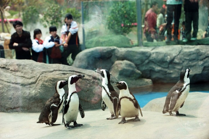 五一自驾游推荐景点武汉,武汉适合周末出游的地方