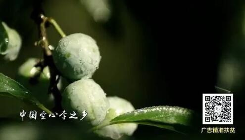 多彩贵州精品黔货沙子李电视广告宣传片登陆央视