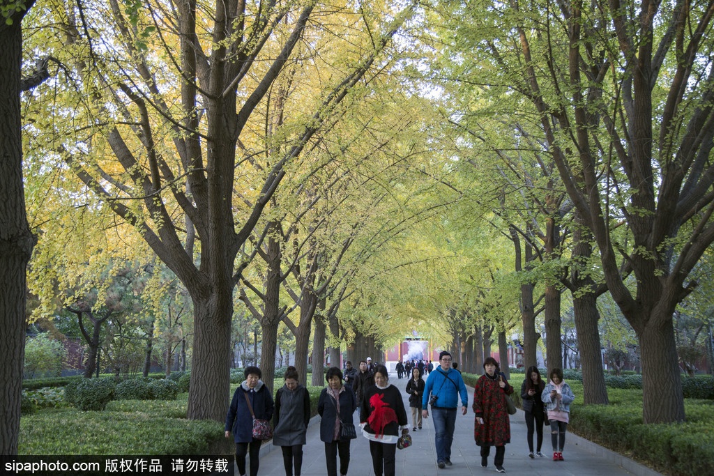 17处京城绝美银杏观赏点，看看有没有家门口的？