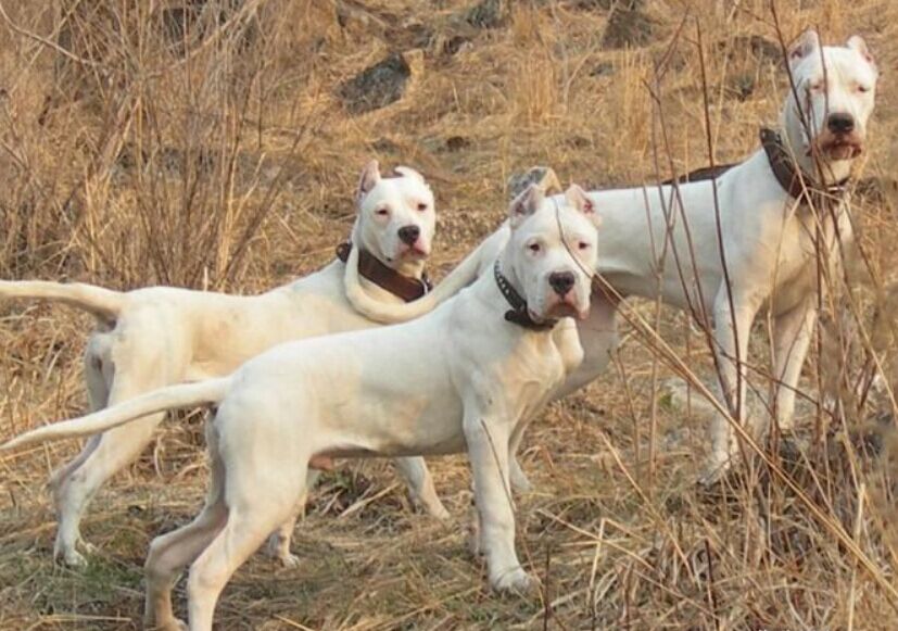 阿根廷杜高犬能够打过老虎吗,杜高犬咬野猪真实视频