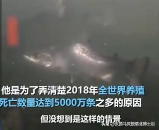 外媒曝光了挪威三文鱼养殖真相吗,挪威三文鱼养殖环境恶劣新闻