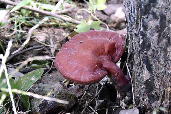 目前比较名贵的中药材有哪些,常见的中药材图片及功效