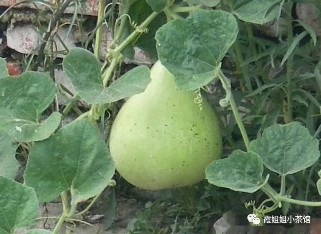 葫芦里的小女孩视频,葫芦里的小女孩是谁