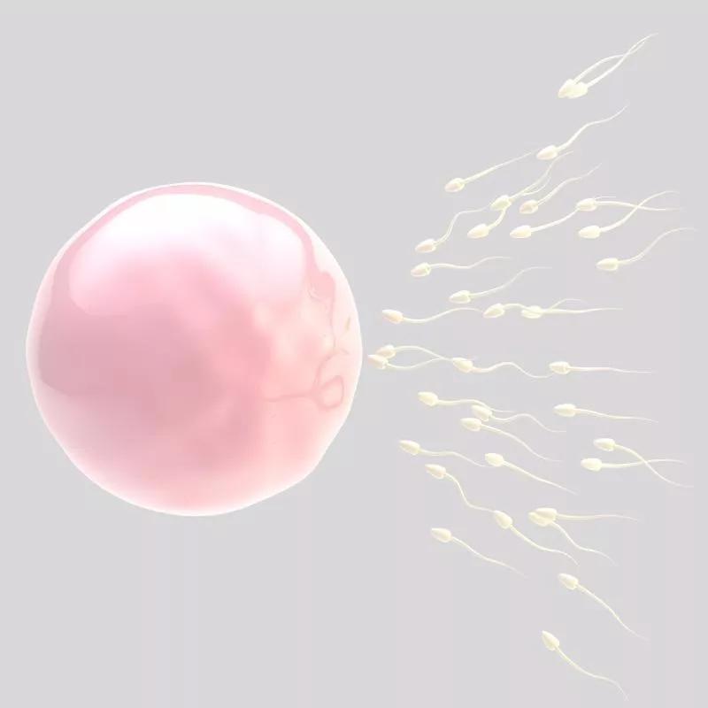 卵子排卵后身体有什么感觉,排卵后卵子排出体外是什么样子