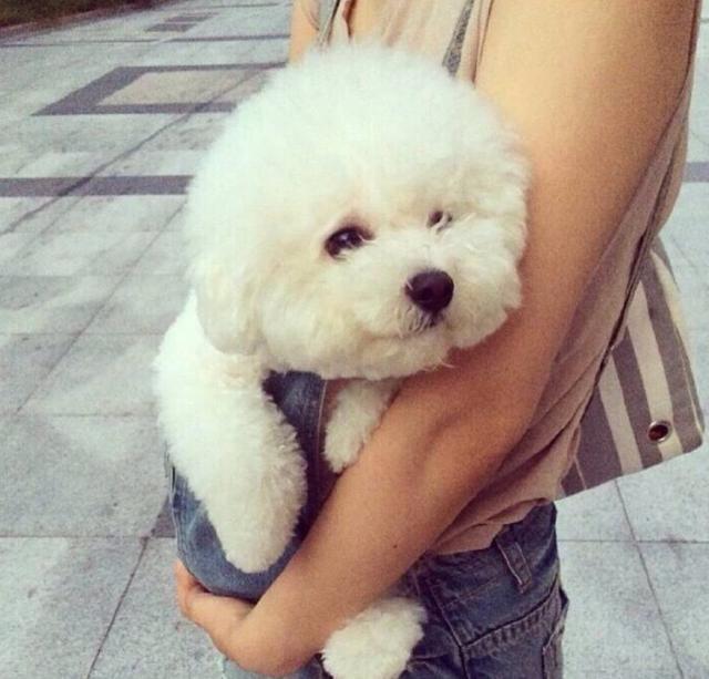 又聪明又干净服从性强的狗狗,这五种狗狗不吵不闹脾气超级好