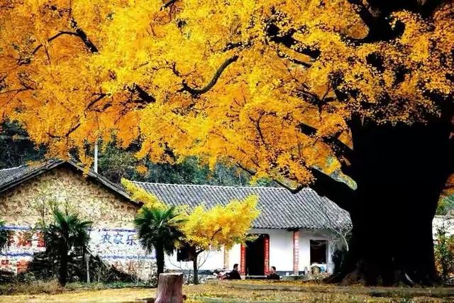 国家地理100个最美景观摄影点,全国银杏观赏地图