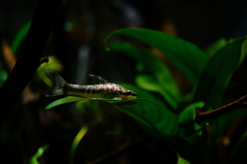 南美水族论坛推荐,南美水草造景论坛